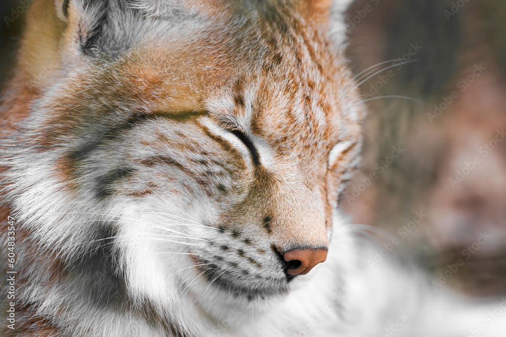 Obraz premium Portrait of a lynx. Animal close-up. 