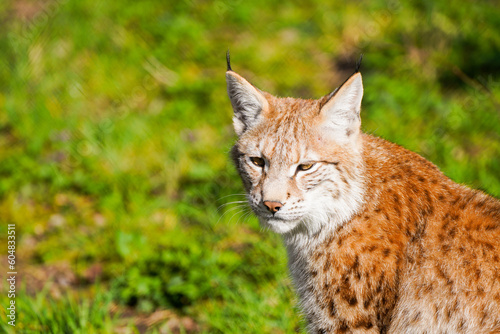 Portrait of a lynx. Animal close-up. 