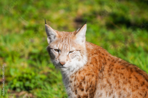 Portrait of a lynx. Animal close-up. 