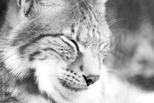 Portrait of a lynx. Animal close-up. 