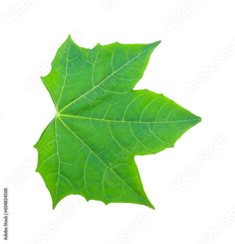 Chaiya vegetables or Tree spinach of Mexico isolated transparent png