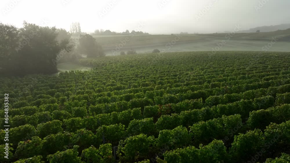 Parcelle de vigne dans le Maine et Loire