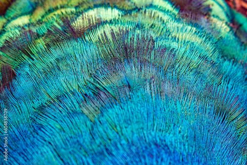 Fototapeta Naklejka Na Ścianę i Meble -  Close up Indian Pheasant, an abstract combination of the color , pattern and From of Male Peacock's feather
