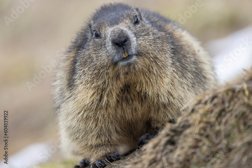 Murmeltier, mankei, muggen im Portrait