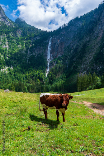 view of cow is walking on the trail at R?thbachfall, behind and between the K?nigsee and Obersee. Bavarian Landscape