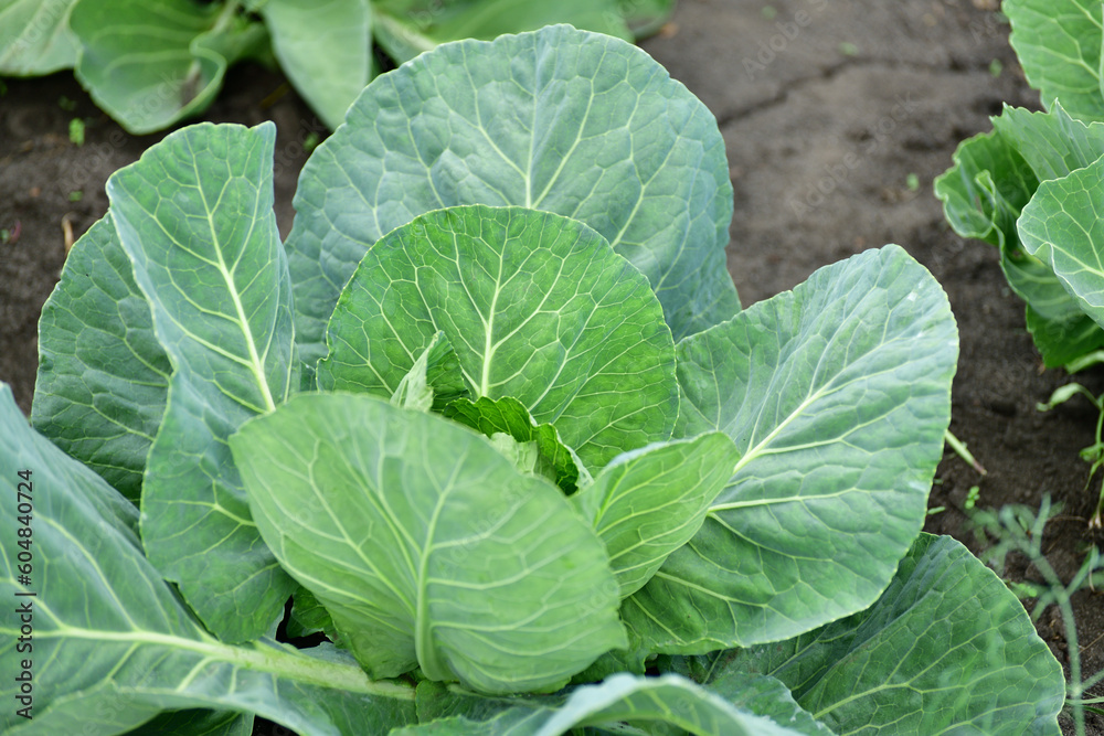 Young cabbage grows in a market garden Young cabbage grows in a market garden
