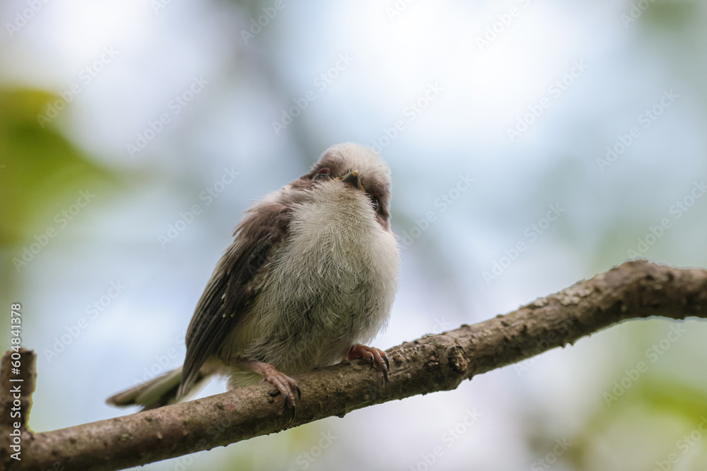 Obraz premium シマエナガのひな