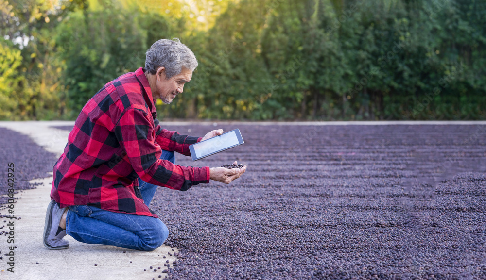 Obraz premium smart farmer using technology tablet computer check quality of dried coffee beans drying on concrete patio,concept of coffee production,harvesting and processing of the beans,coffee business, industry