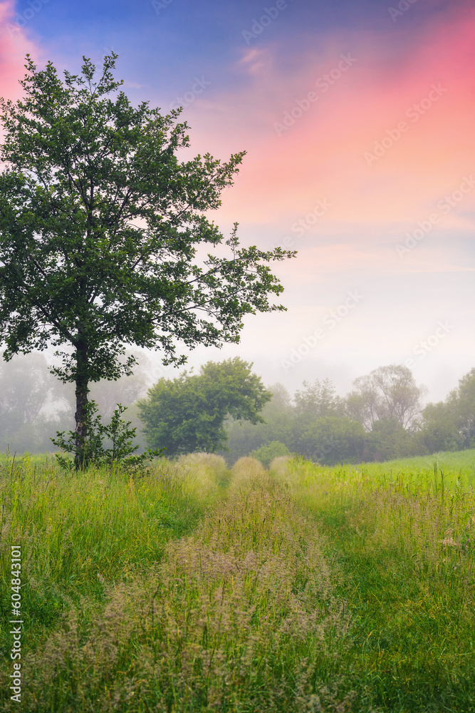 Fototapeta premium deciduous trees on the grassy field. rural landscape at dawn. foggy scenery in summer