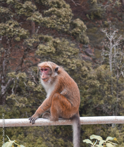 monkey photo