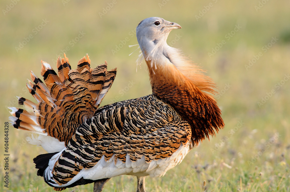 Great bustard (Otis tarda) portrait Great bustard (Otis tarda) portrait