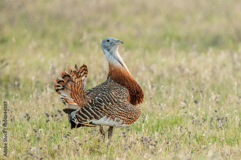Great bustard (Otis tarda) portrait Great bustard (Otis tarda) portrait