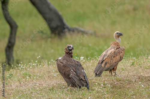 Cinereous vulture  Aegypius monachus  and Eurasian griffon vulture  Gyps fulvus 