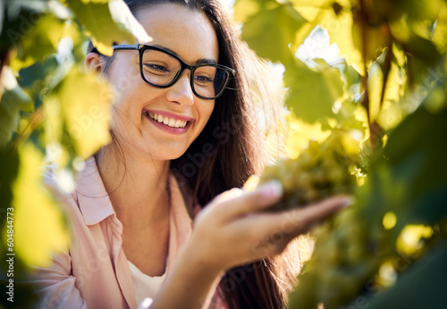 Tableau sur toile Smiling young woman holding a bunch of grapes in a wineyard and checking if it i