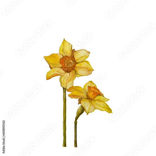 Botany, flowers watercolor daffodils. Flower yellow narcissus on a white background
