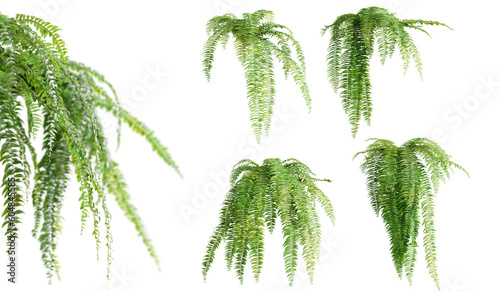 Set of Nephrolepis Biserrata plants, isolated on white background. 3D render. photo