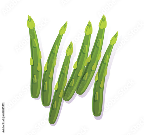 fresh green asparagus isolated vector illustration	
