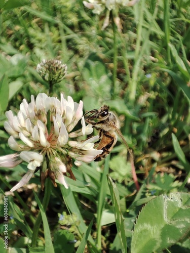 bee on a flower