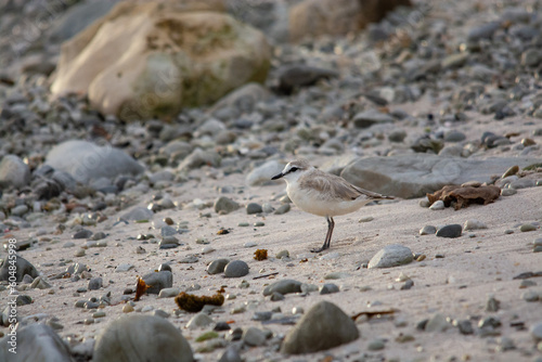 White-fronted Plover on the beach, Western Cape, South Africa