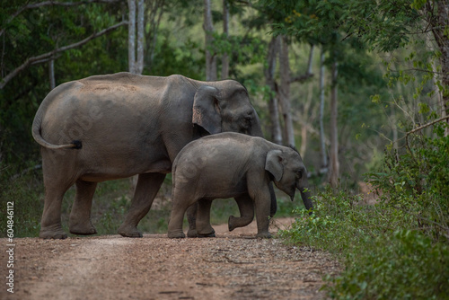 lives in the natural forest of Thailand. Asian wild elephant in nature in national park thailand  elephant in habitat 