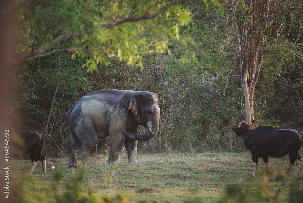 lives in the natural,forest of Thailand. Asian wild elephant in nature in national park thailand (elephant in habitat) lives in the natural,forest of Thailand. Asian wild elephant in nature in national park thailand (elephant in habitat)