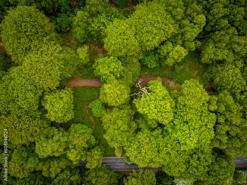 Aerial view of Epping park in Essex, England photo