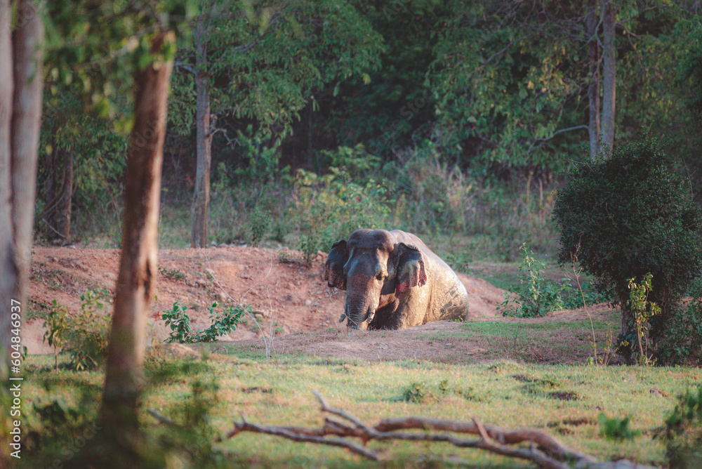 Fototapeta premium lives in the natural,forest of Thailand. Asian wild elephant in nature in national park thailand (elephant in habitat)