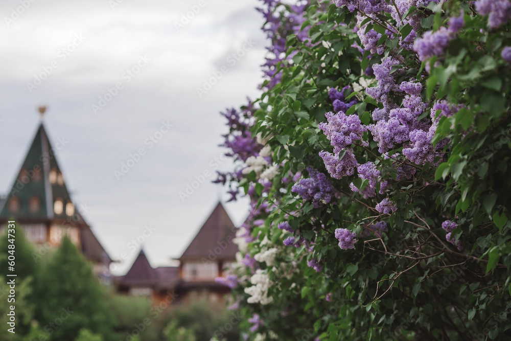 Beautiful, fluffy lilac on the background of the palace of Tsar Alexei Mikhailovich in Kolomenskoye. Russia, Moscow, May 2023 Beautiful, fluffy lilac on the background of the palace of Tsar Alexei Mikhailovich in Kolomenskoye. Russia, Moscow, May 2023