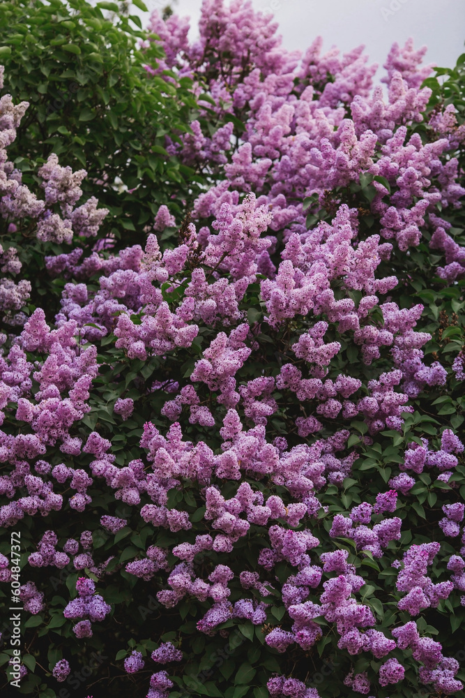 Fluffy, blooming lilac. Beautiful floral background. Large clusters of lilacs. Fluffy, blooming lilac. Beautiful floral background. Large clusters of lilacs.