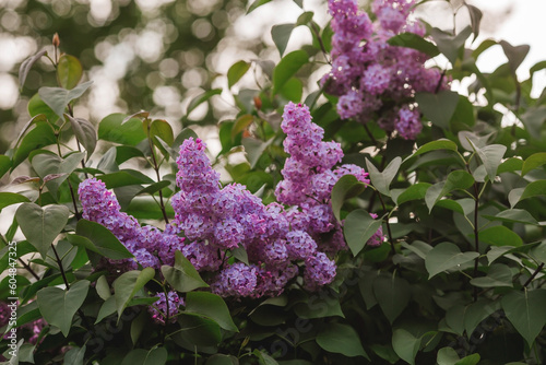 Fluffy  blooming lilac. Beautiful floral background. Large clusters of lilacs.