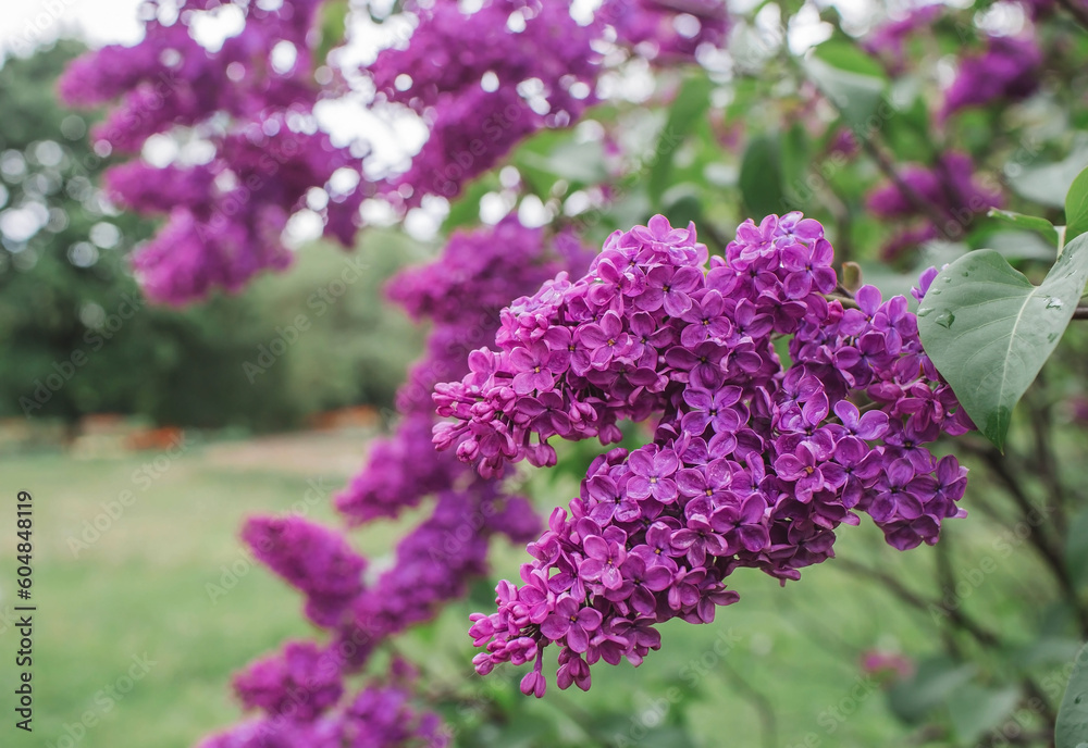 Fluffy, blooming lilac. Beautiful floral background. Large clusters of lilacs. Fluffy, blooming lilac. Beautiful floral background. Large clusters of lilacs.
