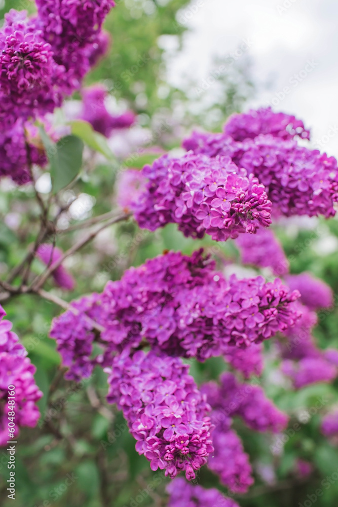 Obraz premium Fluffy, blooming lilac. Beautiful floral background. Large clusters of lilacs.