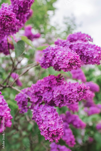 Fluffy  blooming lilac. Beautiful floral background. Large clusters of lilacs.