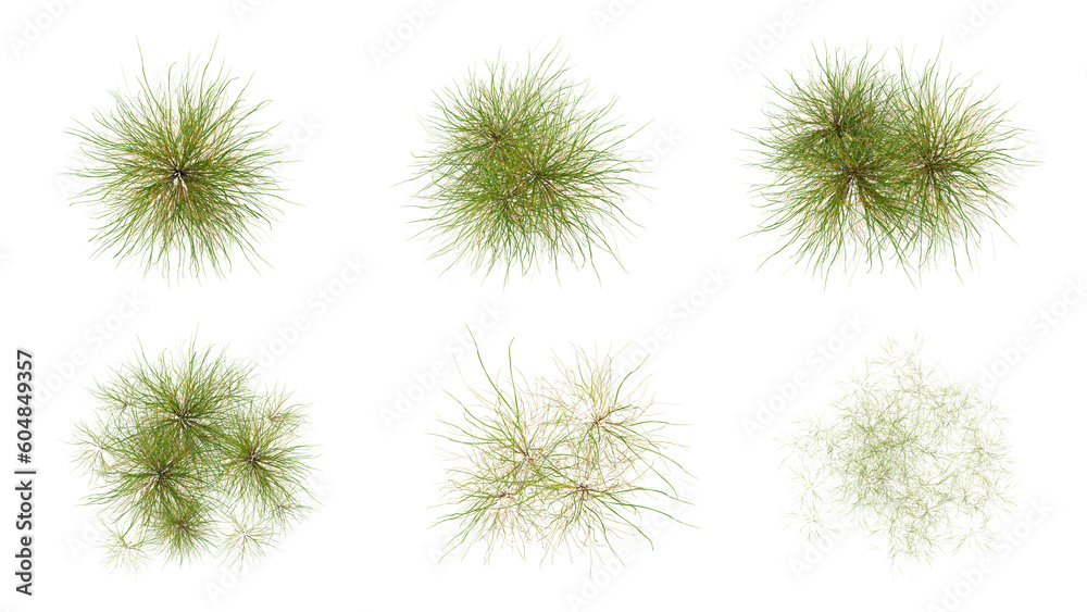 Top view set of green grass isolated on transparent background, 2d plants, flat lay plant, 3d