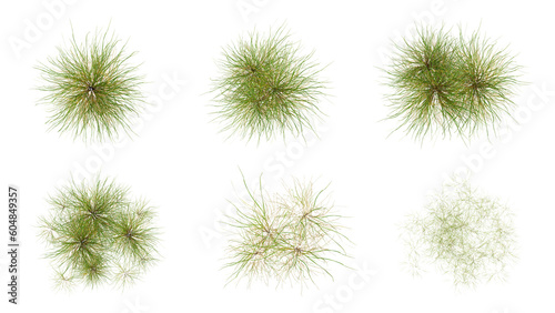 Top view set of green grass isolated on transparent background, 2d plants, flat lay plant, 3d render illustration. © Sandy