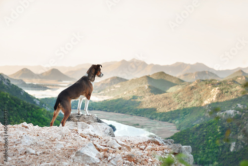 the dog stands on a peak and looks down at the river. Mix of rocks in nature, near the water in the mountains. Adventure with a pet