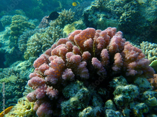 Stony coral rasp coral, or cauliflower coral, knob-horned coral (Pocillopora verrucosa) undersea, Red Sea, Egypt, Sharm El Sheikh, Nabq Bay