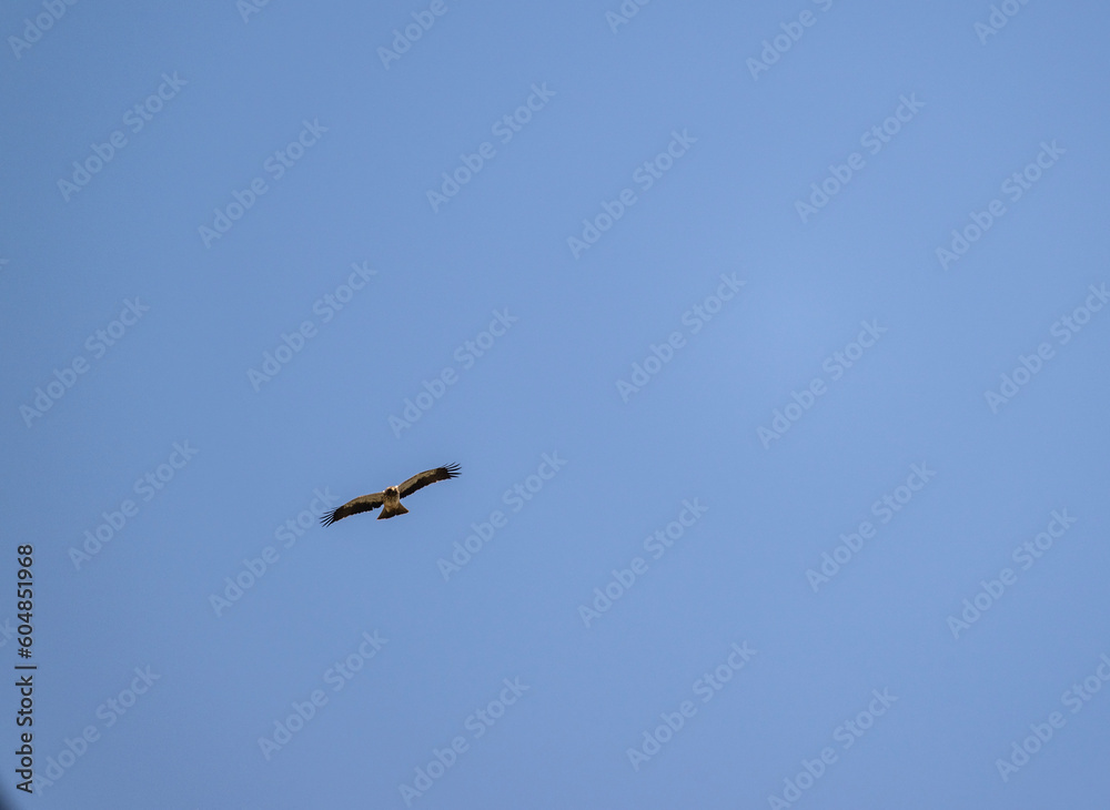 a beautiful steppe buzzard predator soars beautifully in the sky looking for prey