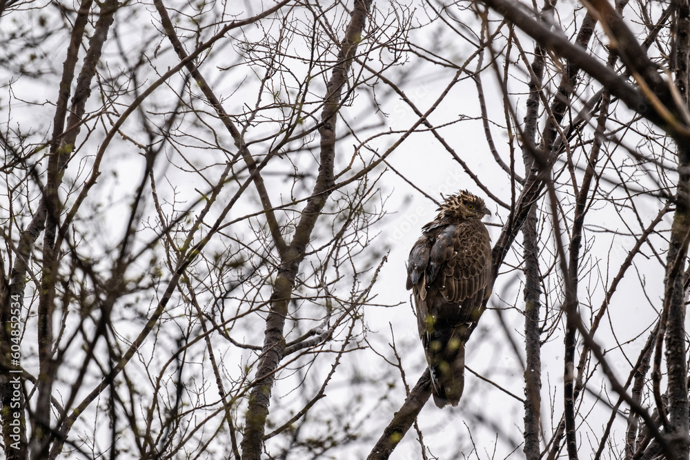 beautiful steppe buzzard predator sits on a tree branch and looks out for prey beautiful steppe buzzard predator sits on a tree branch and looks out for prey