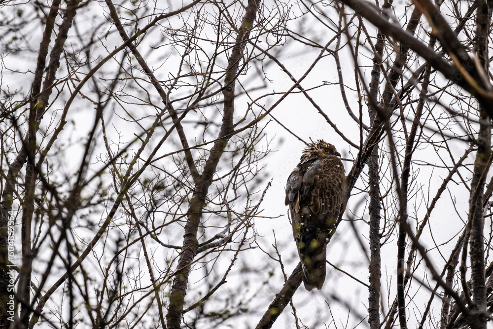 beautiful steppe buzzard predator sits on a tree branch and looks out for prey beautiful steppe buzzard predator sits on a tree branch and looks out for prey