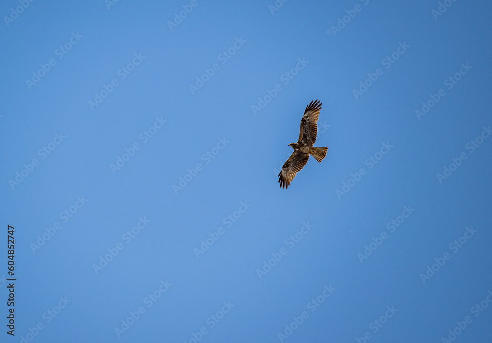 a beautiful steppe buzzard predator soars beautifully in the sky looking for prey a beautiful steppe buzzard predator soars beautifully in the sky looking for prey