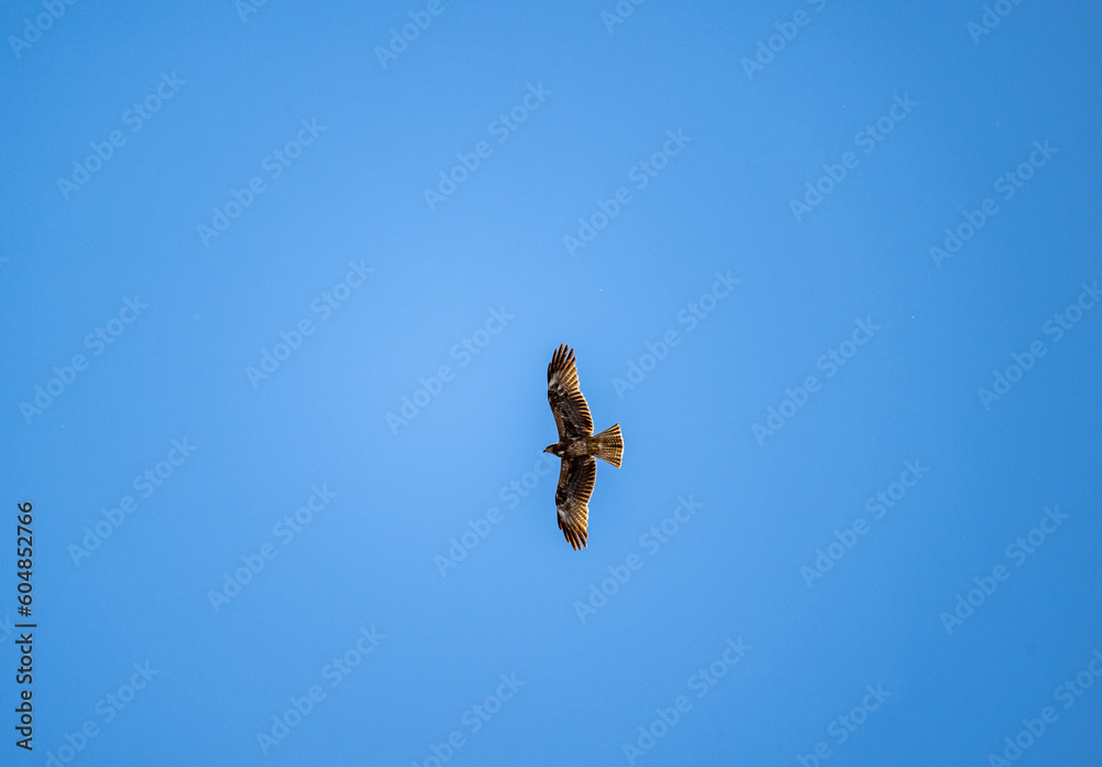 a beautiful steppe buzzard predator soars beautifully in the sky looking for prey