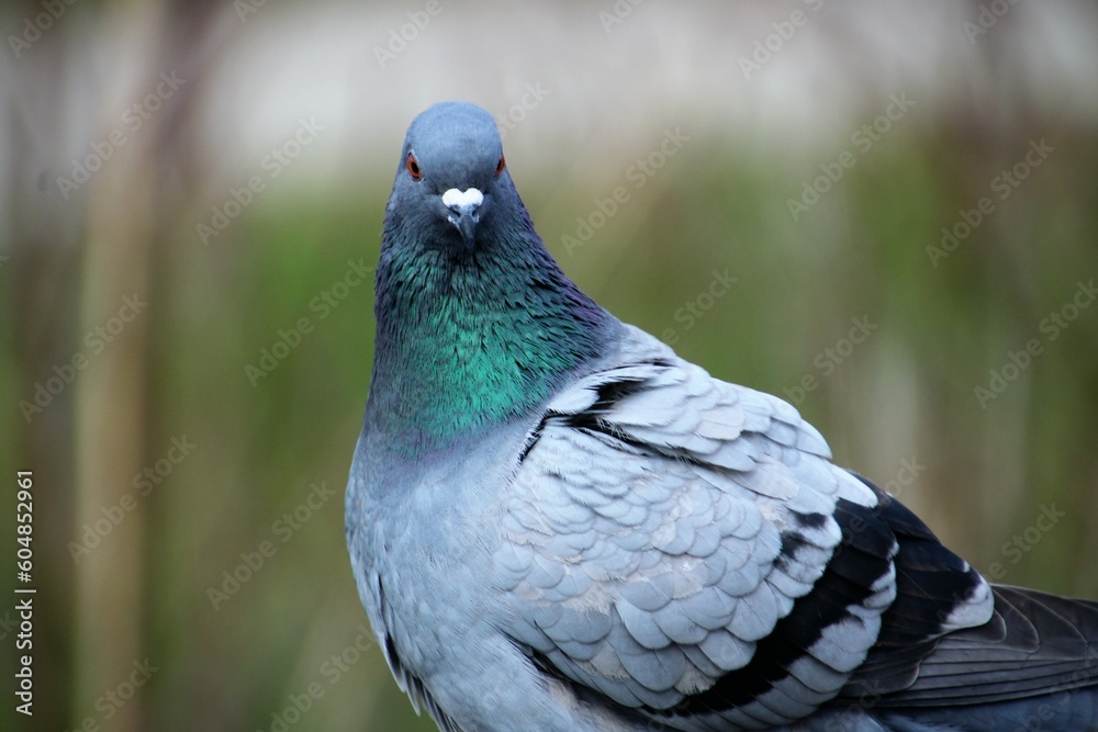 Fototapeta premium Majestic Pigeon Staring into the Camera - Captivating Wildlife Photography