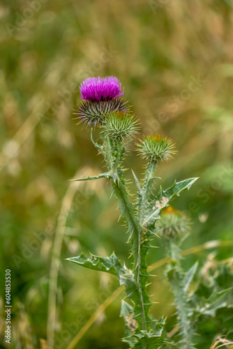 The beautiful milk thistle flower in the field, close up. Herbal Remedy Silybum marianum, St. Mary's Thistle, Scotch Milk Thistle, Mary's Thistle, Cardus marianus flower