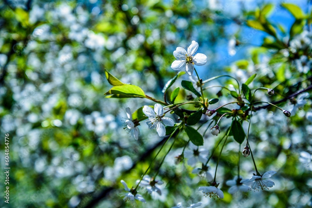 White cherry blossoms bloomed in spring on a sunny bright day. Close-up. White cherry blossoms bloomed in spring on a sunny bright day. Close-up.