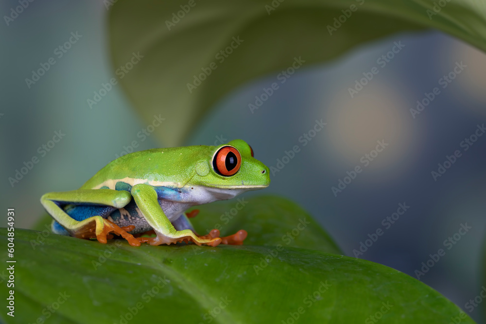 Obraz premium Red-eyed Tree Frog (Agalychnis callidryas) on a leaf.