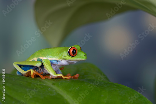 Red-eyed Tree Frog (Agalychnis callidryas) on a leaf. © Lauren