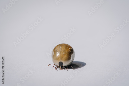 Engorged of blood tick against a white background photo