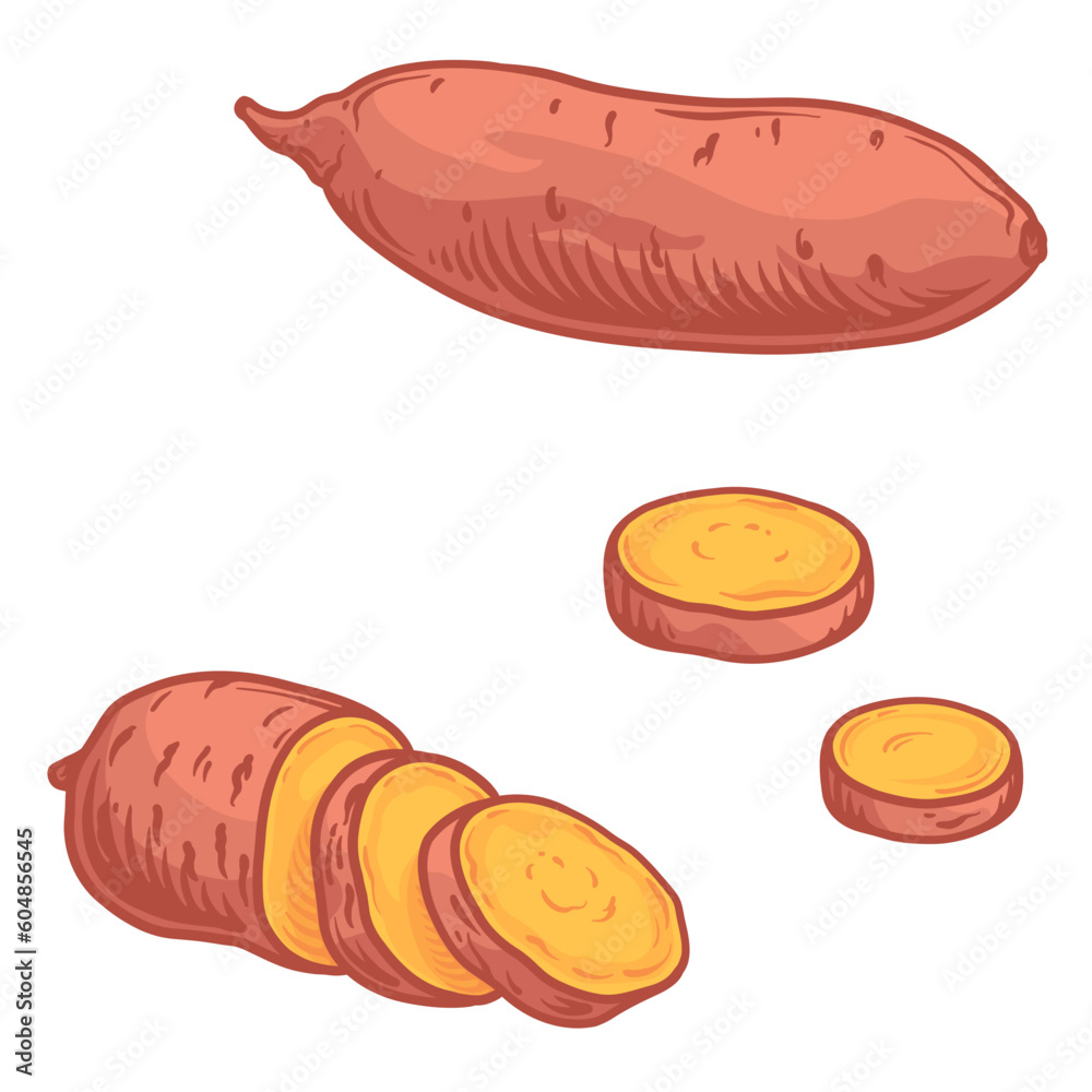 Vector illustration of a sweet potato isolated on a white background. Vector illustration of a sweet potato isolated on a white background.