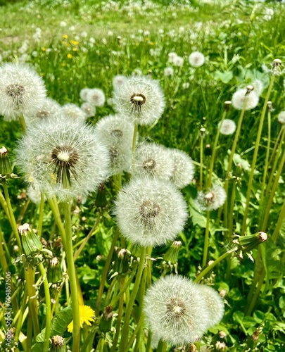 dandelion in the grass